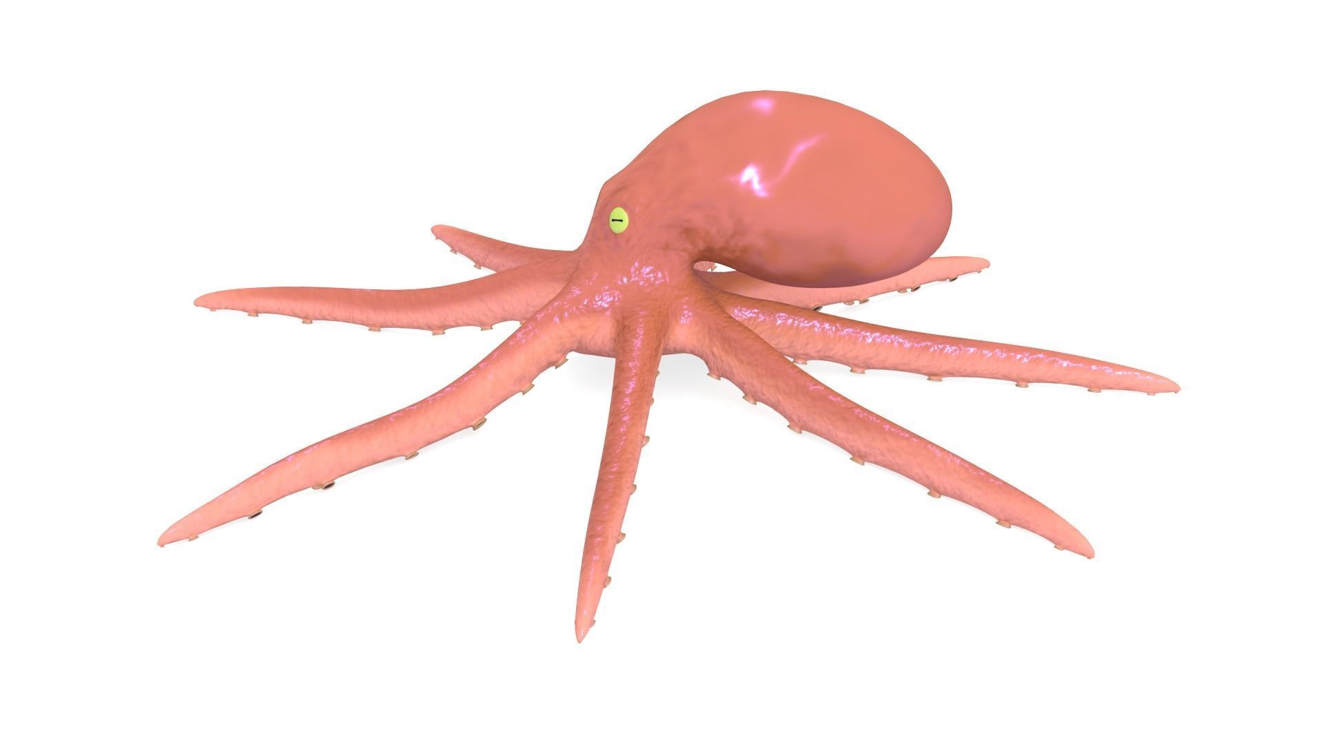 Octopus Rigged 3D model_5