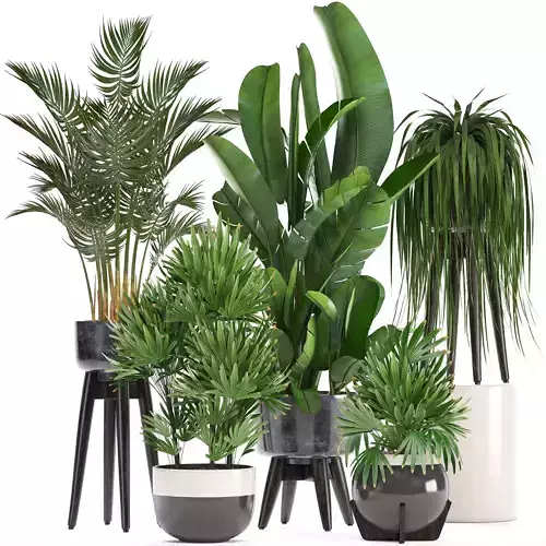 Collection Exotic plants  3D model