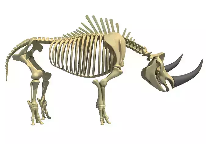 Rhino Skeleton 3D model