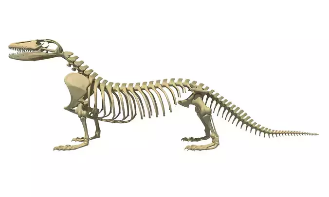 Komodo Dragon Skeleton 3D model