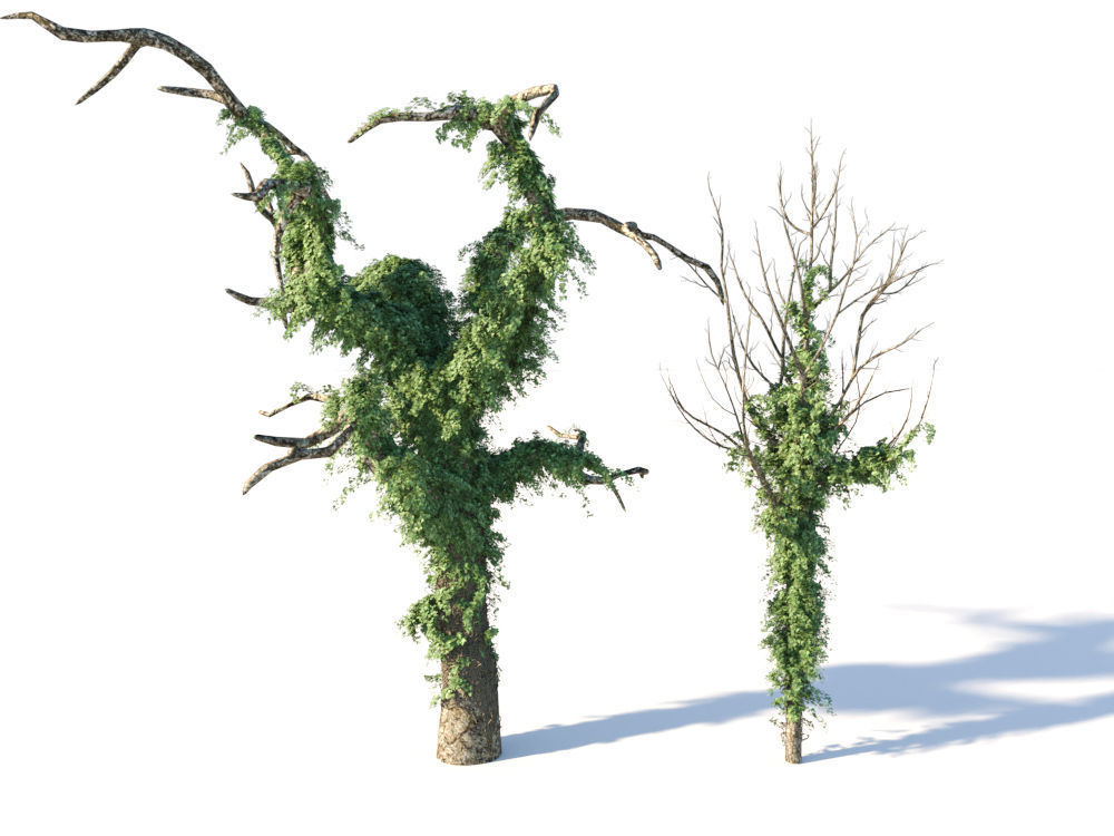 Ivy Collection three trees 3D model_5