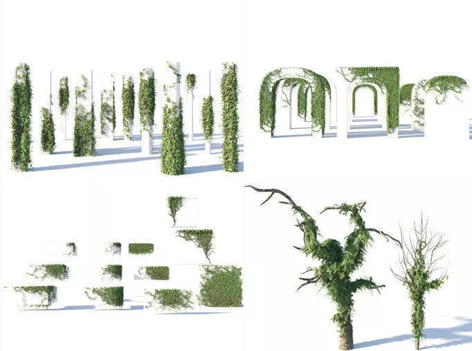 Ivy Collection three trees 3D model_0