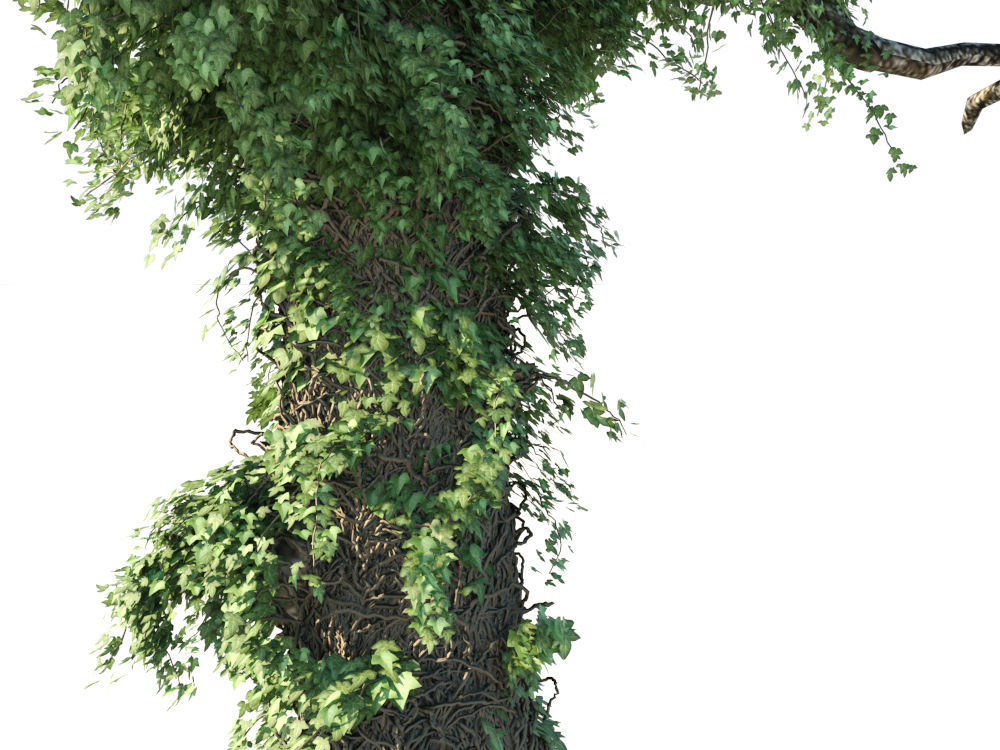 Ivy Collection three trees 3D model_6