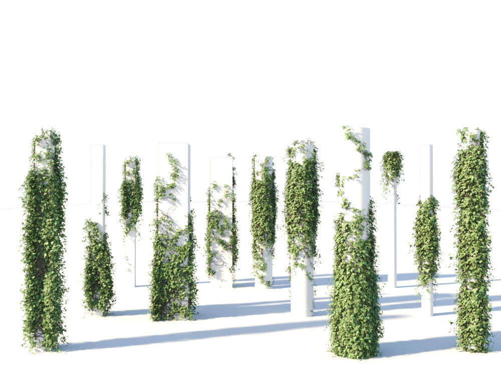Ivy Collection three trees 3D model_1
