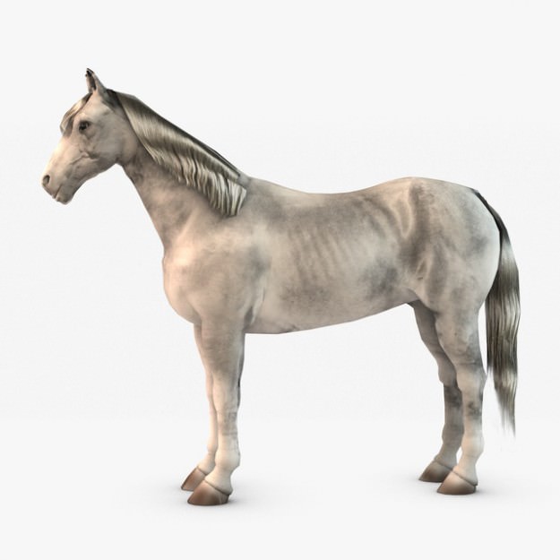Horse and Unicorn 3D model_6