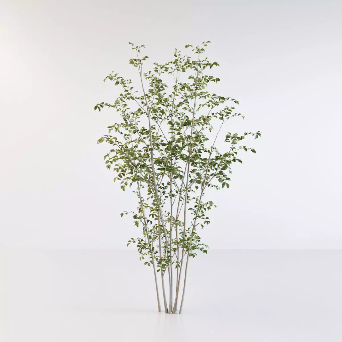 Fraxinus griffithii Tree 2 3D model