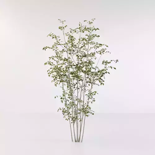 Fraxinus griffithii Tree 2 3D model