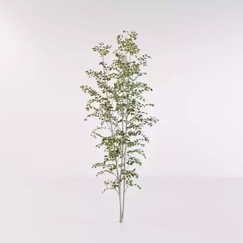 Fraxinus griffithii Tree 3 3D model