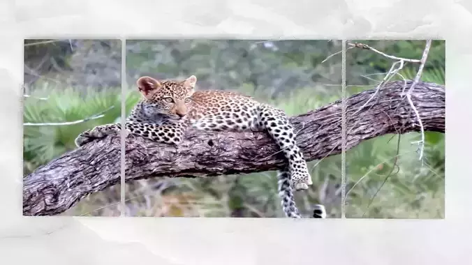 Triptych Wall ArtDecoration Baby Leopard Sitting On A Tree Low-poly 3D model