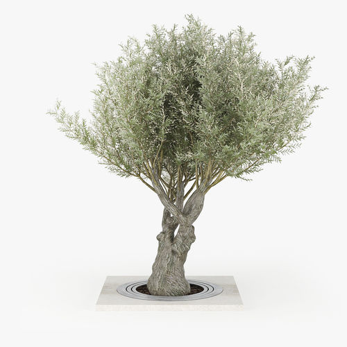 Olea europaea 3 3D model