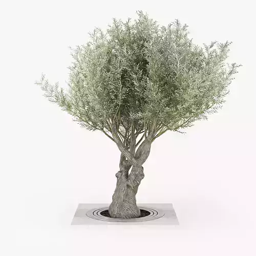 Olea europaea 3 3D model
