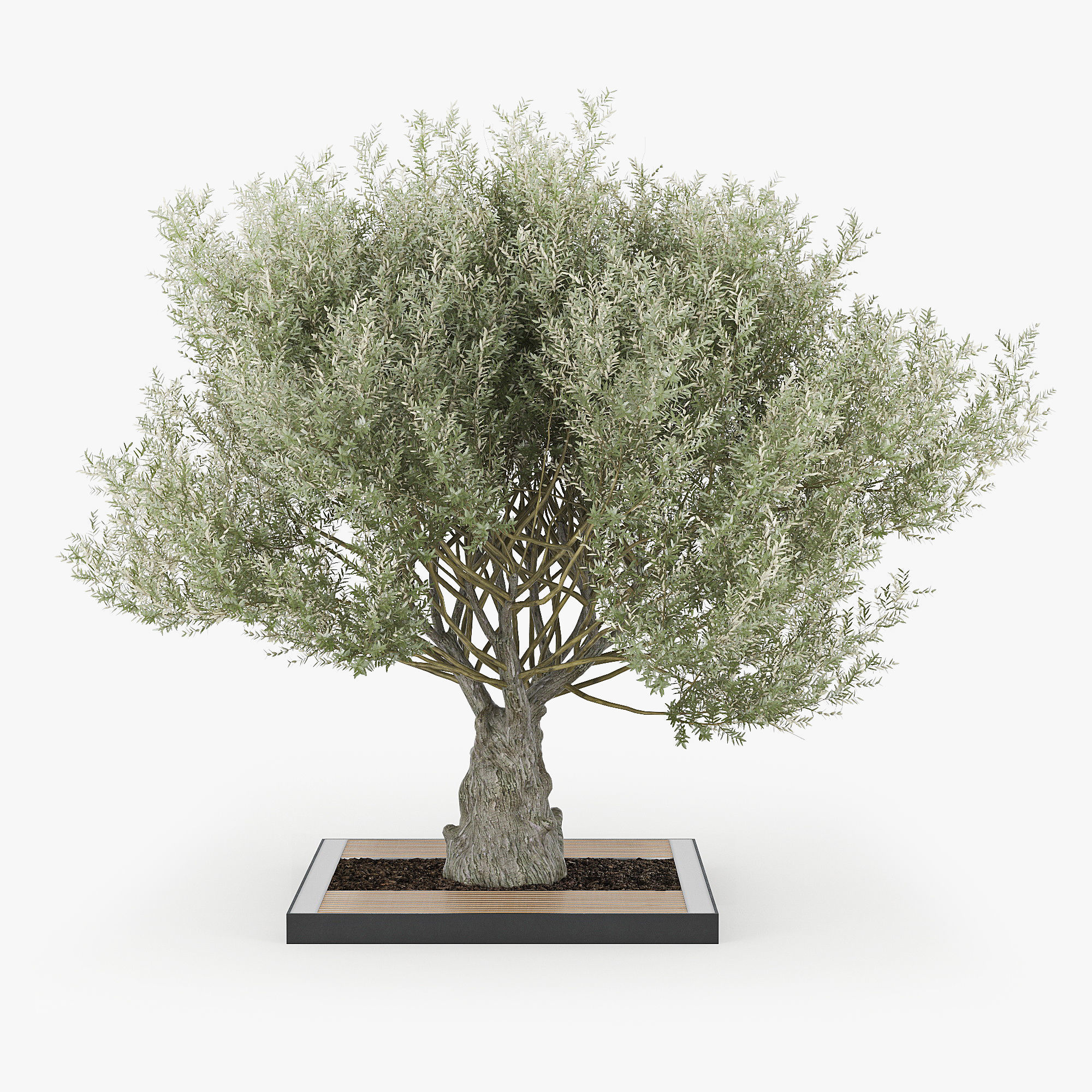 Olea europaea 4 3D model_3