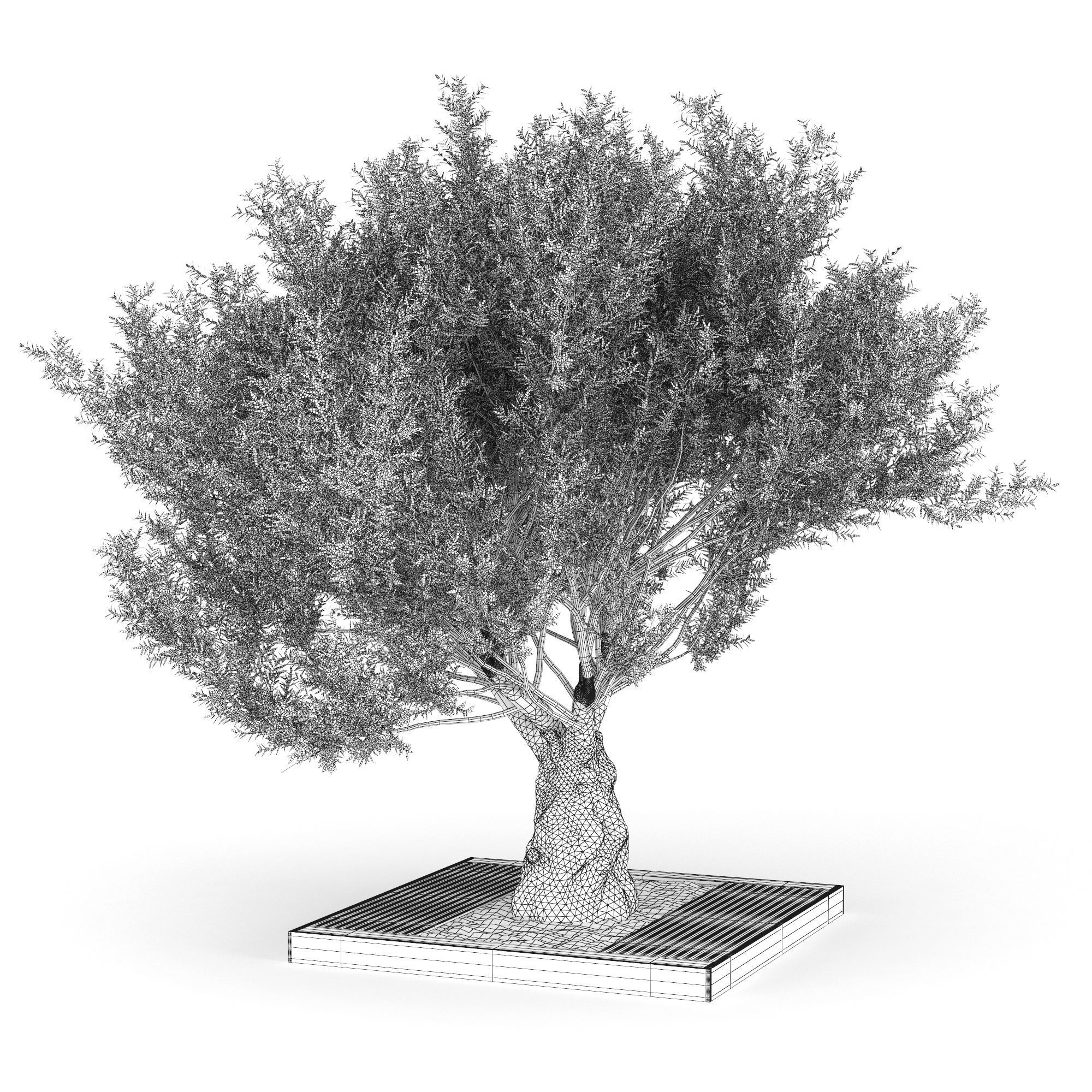 Olea europaea 4 3D model_4