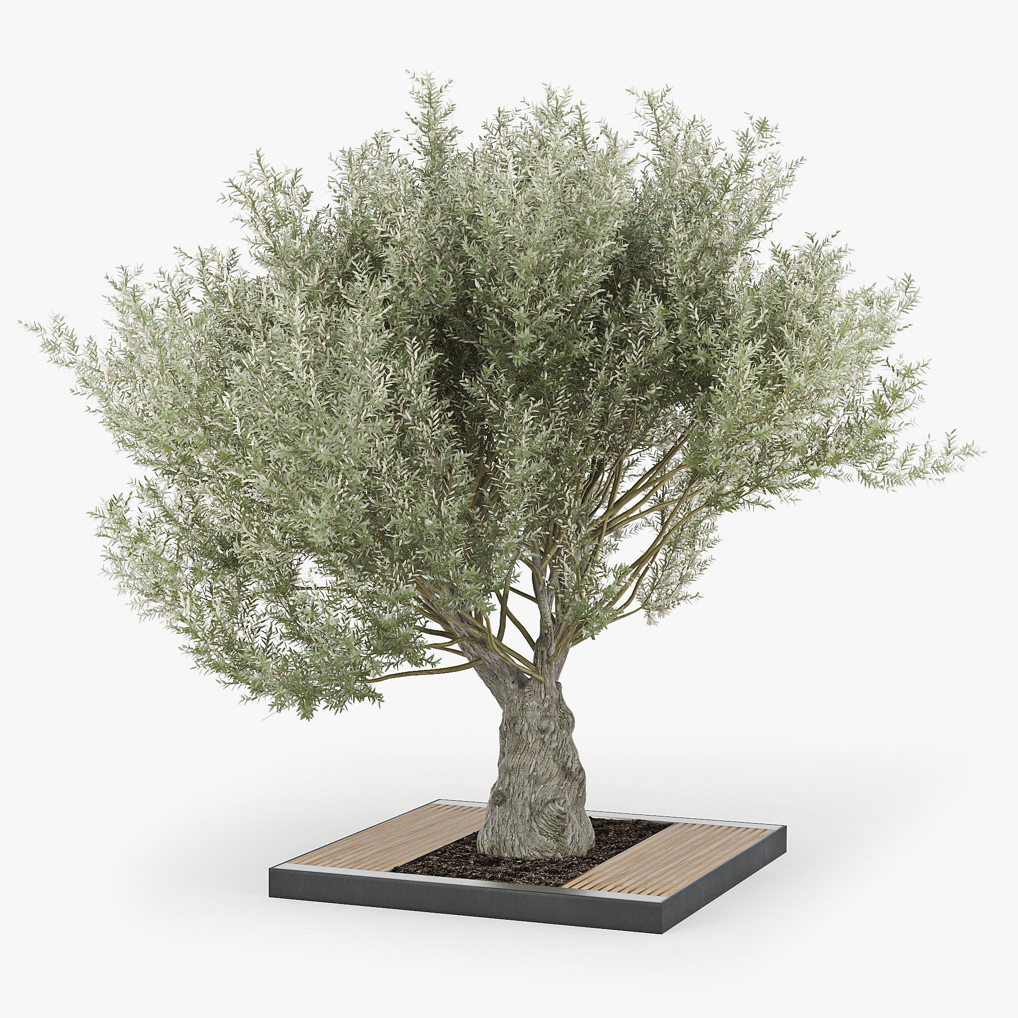 Olea europaea 4 3D model_1