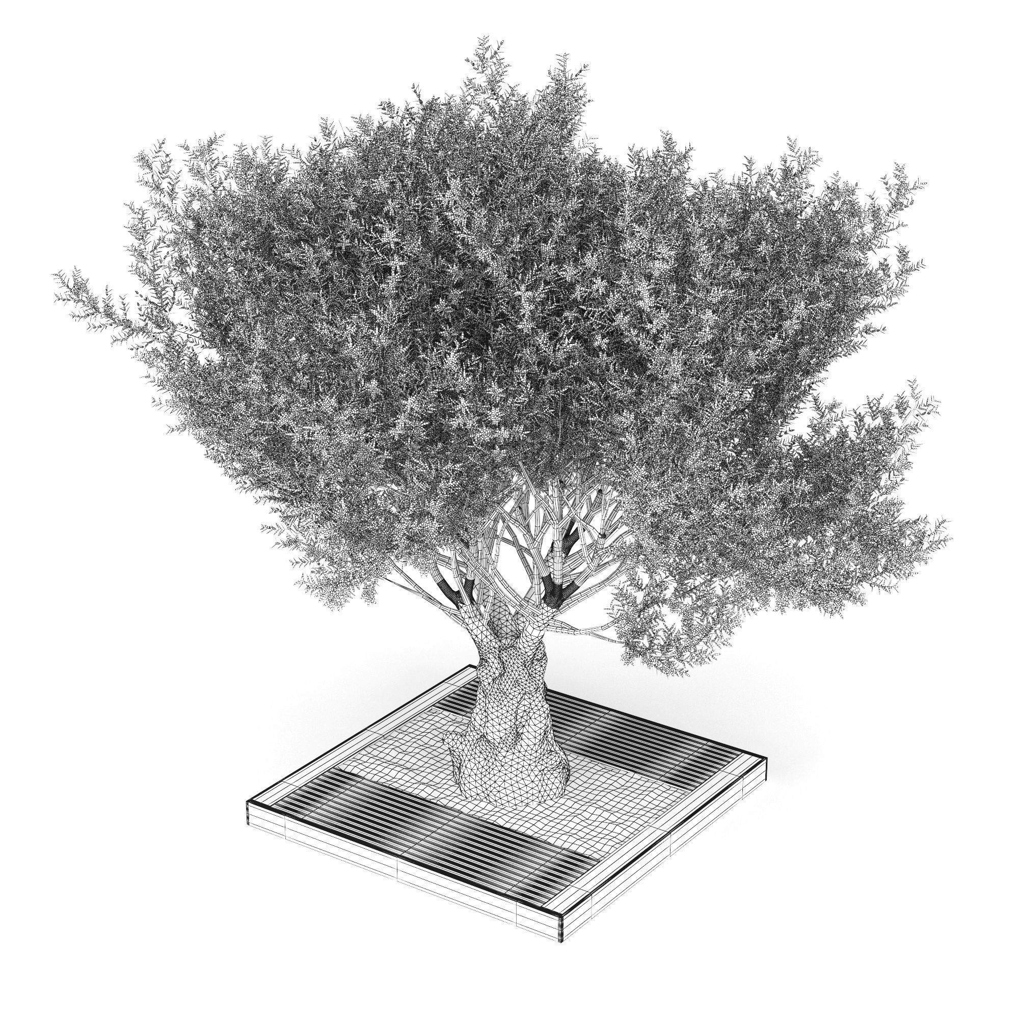 Olea europaea 4 3D model_5