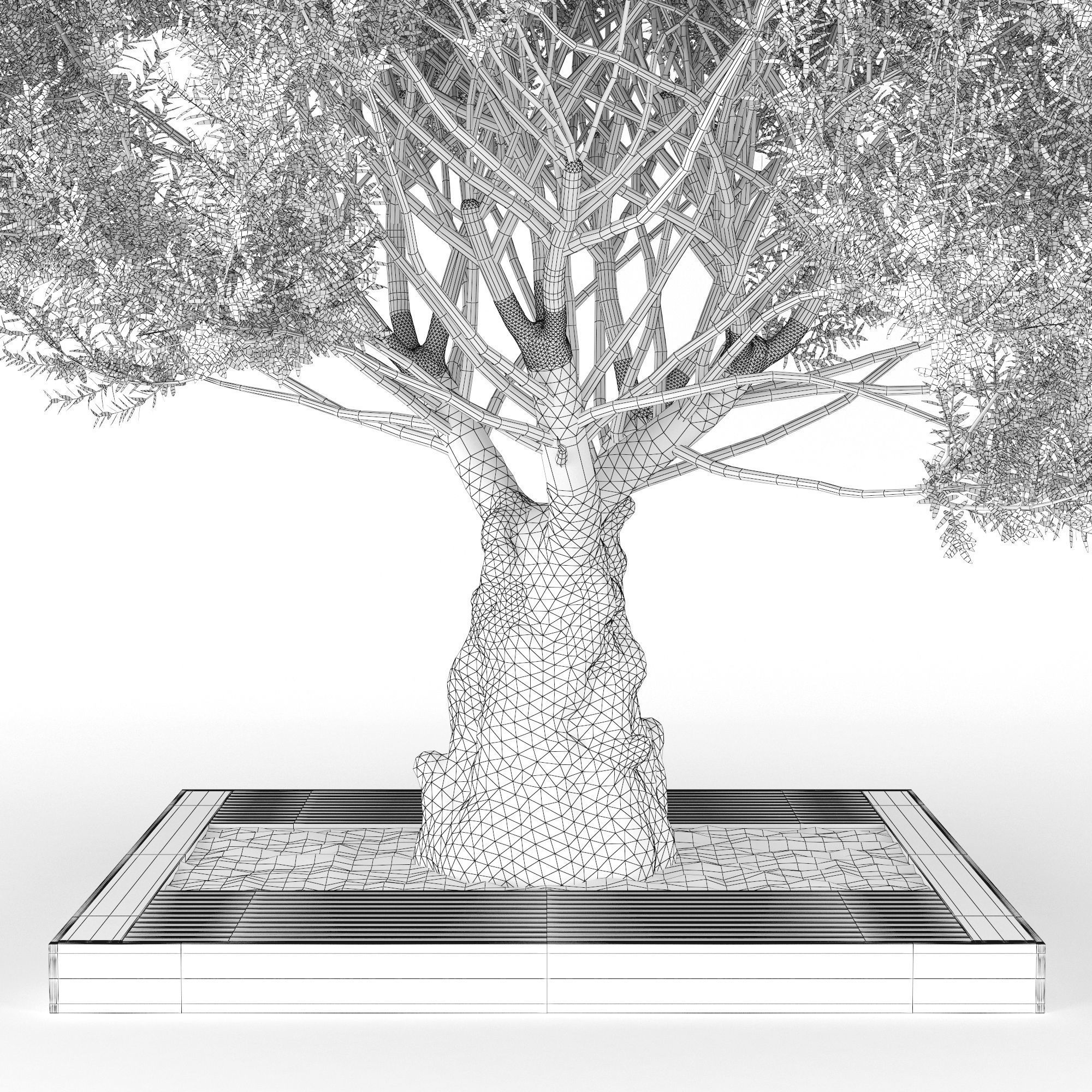 Olea europaea 4 3D model_6