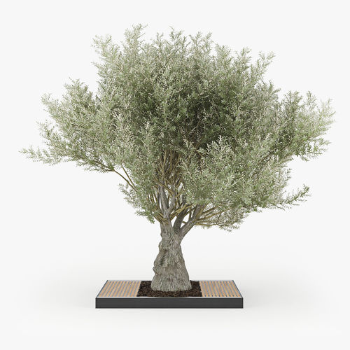 Olea europaea 4 3D model