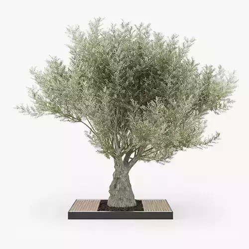 Olea europaea 4 3D model