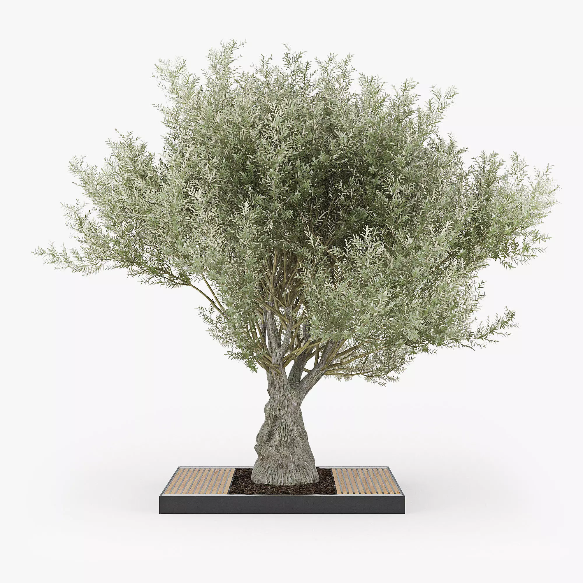 Olea europaea 4 3D model_0