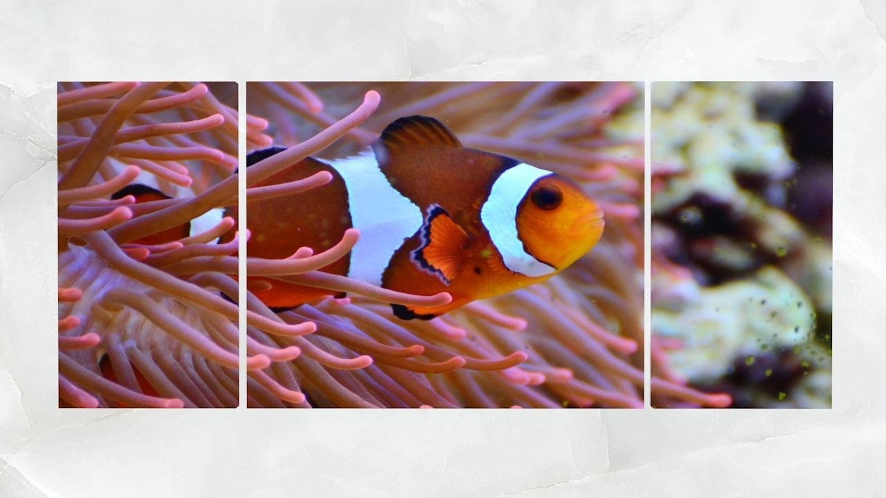 Triptych Wall Art Clownfish and Sea Anemone Low-poly 3D model_1