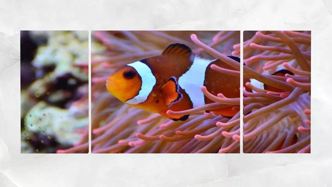 Triptych Wall Art Clownfish and Sea Anemone Low-poly 3D model_0
