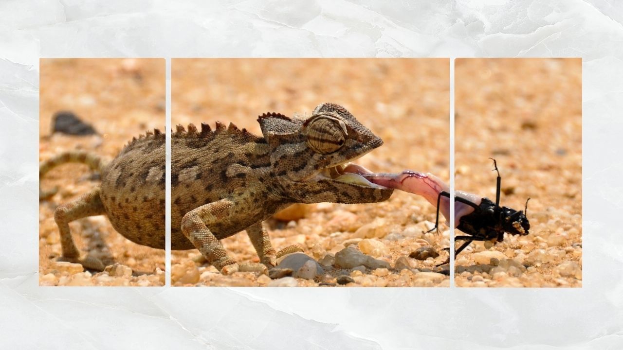 Triptych Wall Art Chameleon Low-poly 3D model_1