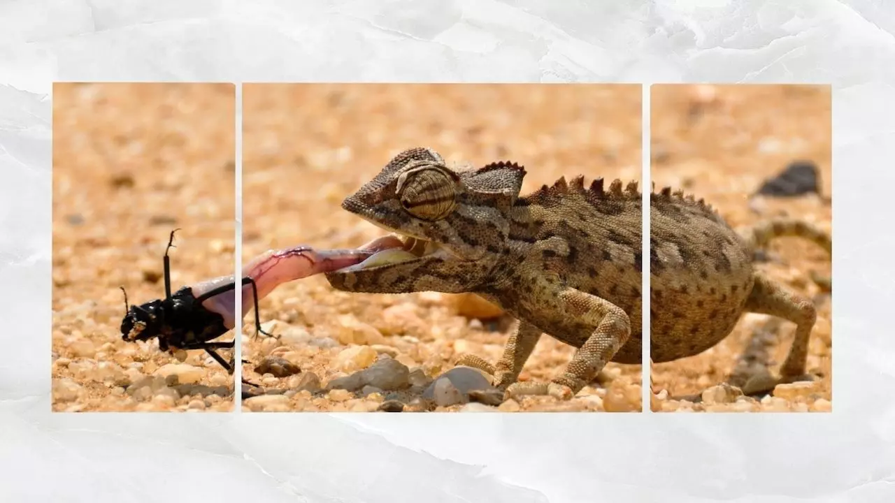 Triptych Wall Art Chameleon Low-poly 3D model_0