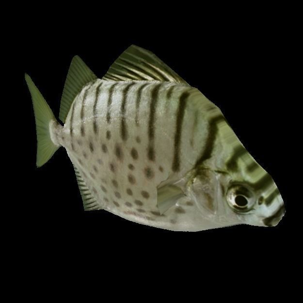 15 Saltwater Fish Pack Low-poly 3D model_22