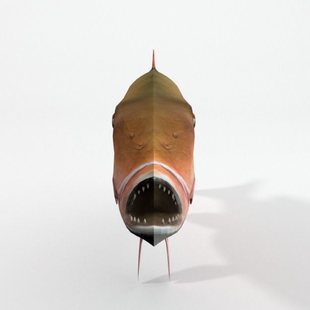 15 Saltwater Fish Pack Low-poly 3D model_124