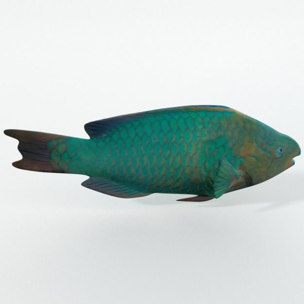 15 Saltwater Fish Pack Low-poly 3D model_119