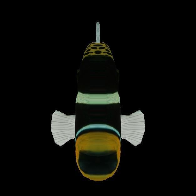 15 Saltwater Fish Pack Low-poly 3D model_46