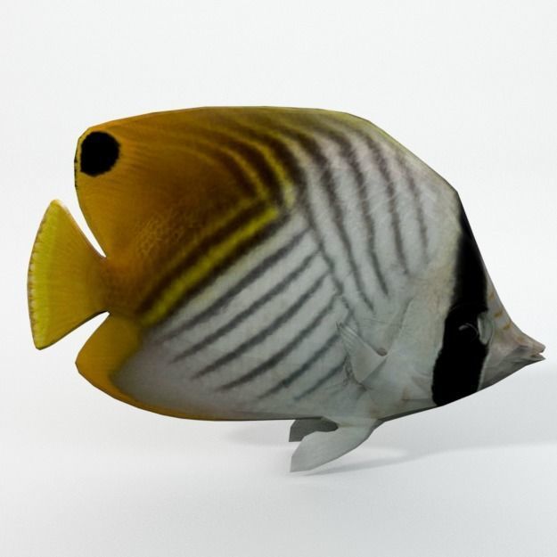 15 Saltwater Fish Pack Low-poly 3D model_42