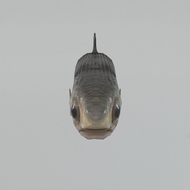 15 Saltwater Fish Pack Low-poly 3D model_13