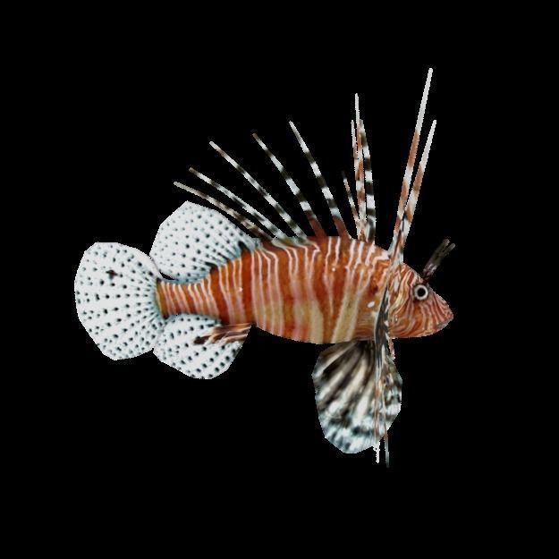 15 Saltwater Fish Pack Low-poly 3D model_85