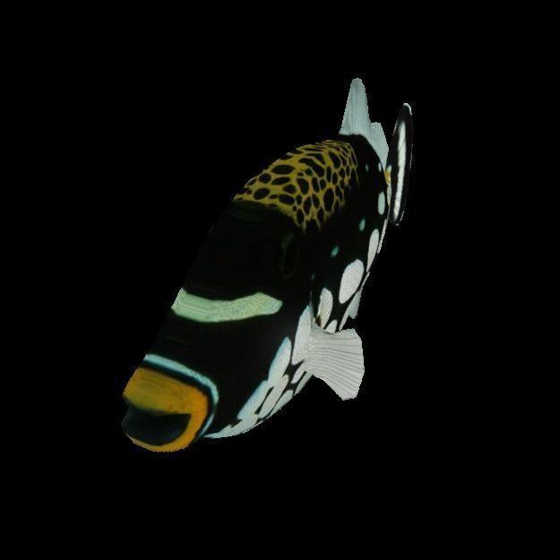 15 Saltwater Fish Pack Low-poly 3D model_51