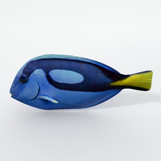 15 Saltwater Fish Pack Low-poly 3D model_133