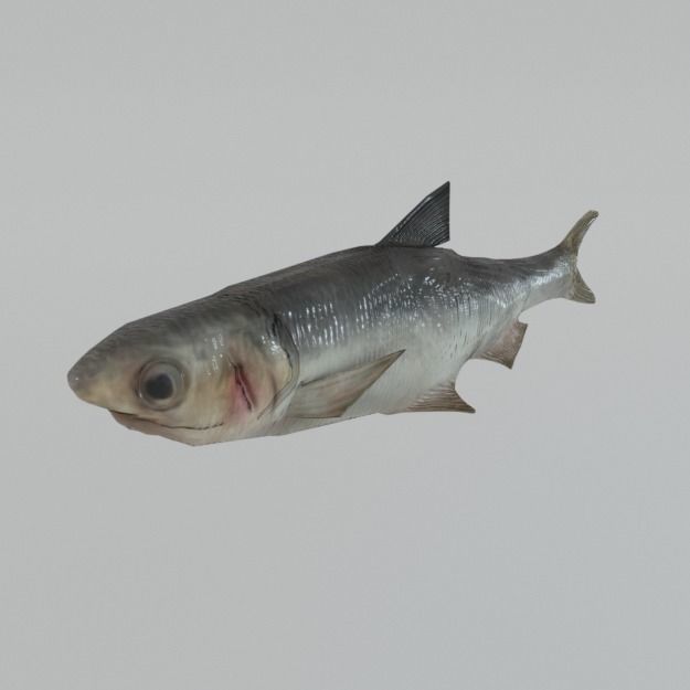 15 Saltwater Fish Pack Low-poly 3D model_14