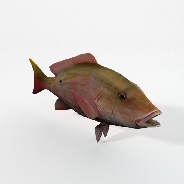 15 Saltwater Fish Pack Low-poly 3D model_125