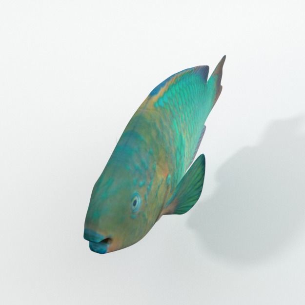 15 Saltwater Fish Pack Low-poly 3D model_118