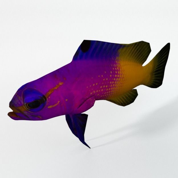 15 Saltwater Fish Pack Low-poly 3D model_79
