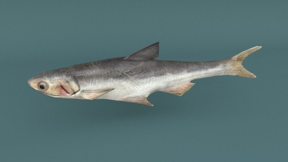 15 Saltwater Fish Pack Low-poly 3D model_11