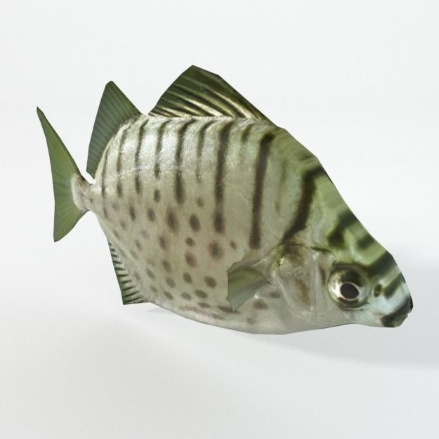 15 Saltwater Fish Pack Low-poly 3D model_24