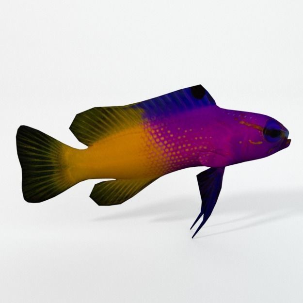 15 Saltwater Fish Pack Low-poly 3D model_80