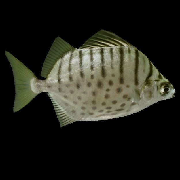15 Saltwater Fish Pack Low-poly 3D model_20