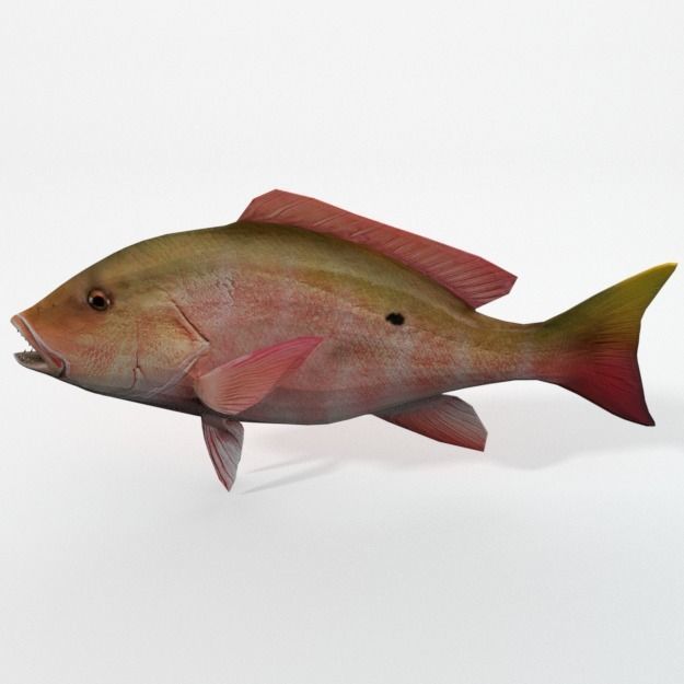 15 Saltwater Fish Pack Low-poly 3D model_126