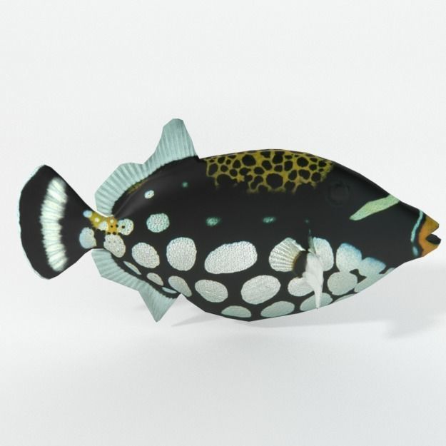 15 Saltwater Fish Pack Low-poly 3D model_56