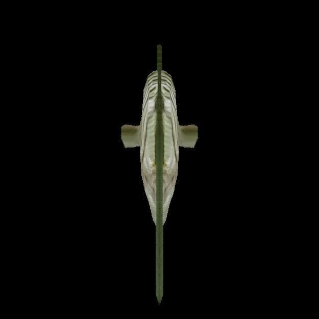 15 Saltwater Fish Pack Low-poly 3D model_16