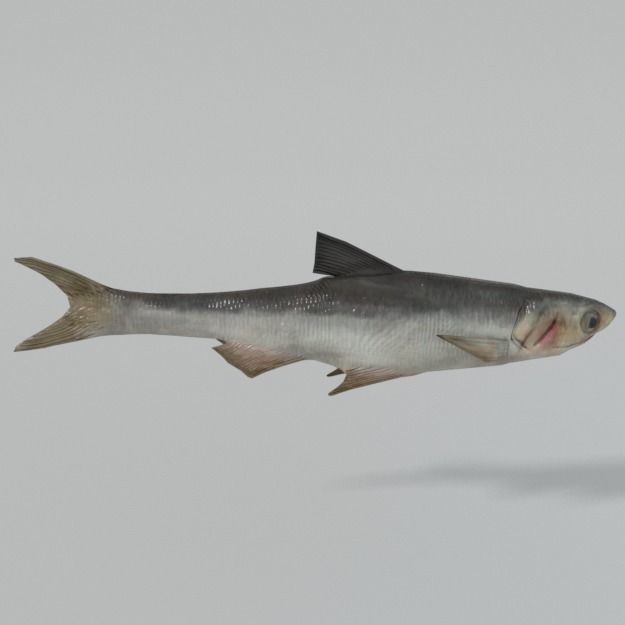 15 Saltwater Fish Pack Low-poly 3D model_15