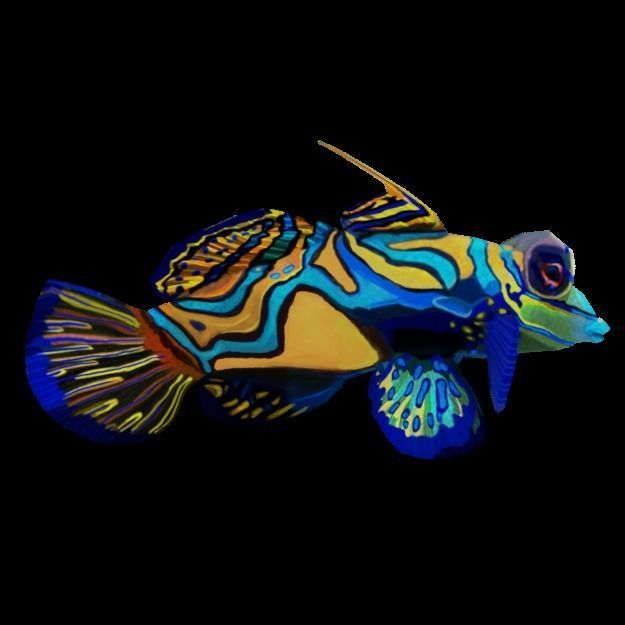 15 Saltwater Fish Pack Low-poly 3D model_97