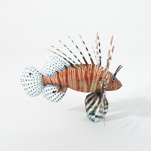 15 Saltwater Fish Pack Low-poly 3D model_92